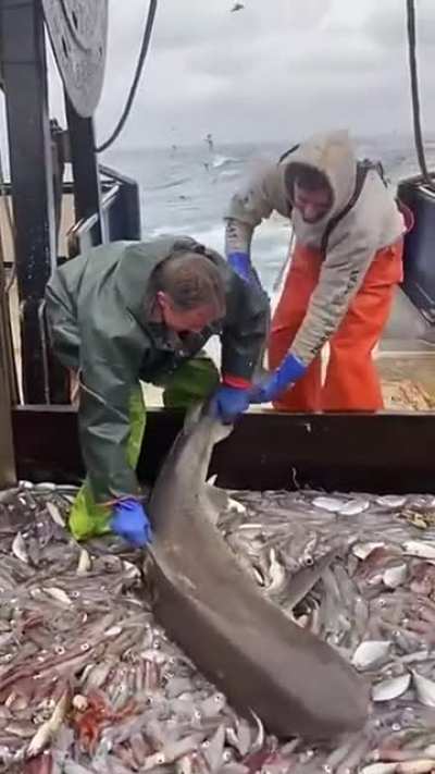 Shark Buffet