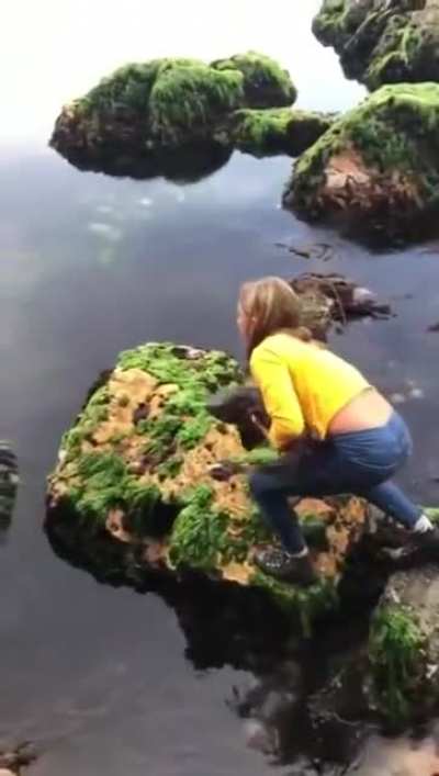 A brave 11-year old girl in Tasmania rescuing a draughtboard shark stuck in a tidal pool