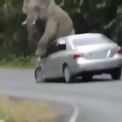 What will you do when you’re itchy and you’re an elephant? 😂