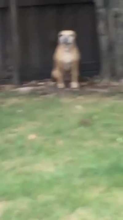 One of my dogs is a fan of the water hose, the other... isn’t