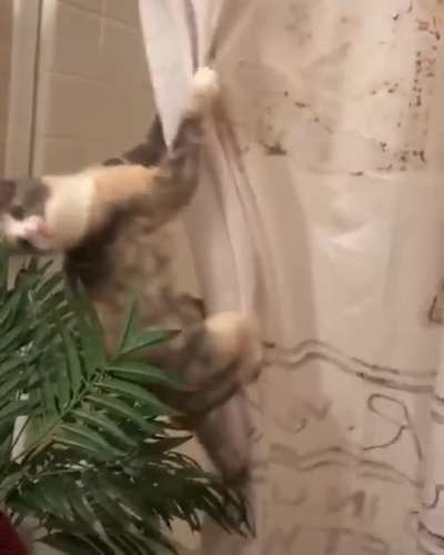 I am Tarzan