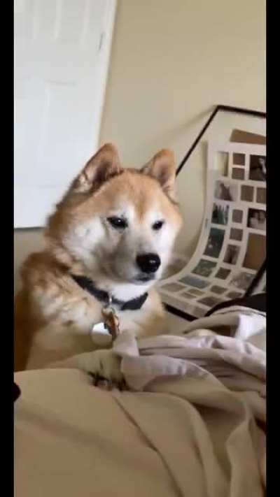 His name is Major and his human Mindy i-