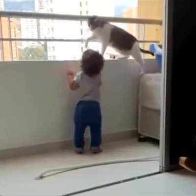 Anyone else concerned for the cat?
