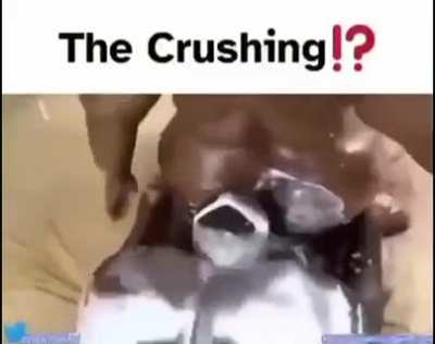 thug bait 
