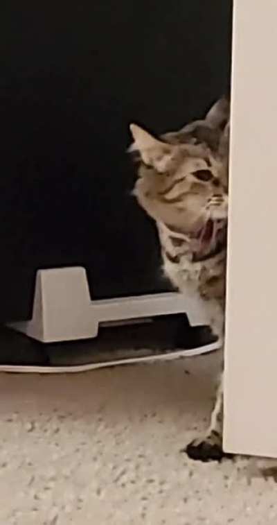 My roommates cat is in heat and won't leave me alone.
