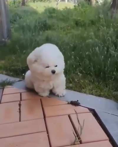 heckin wimdy