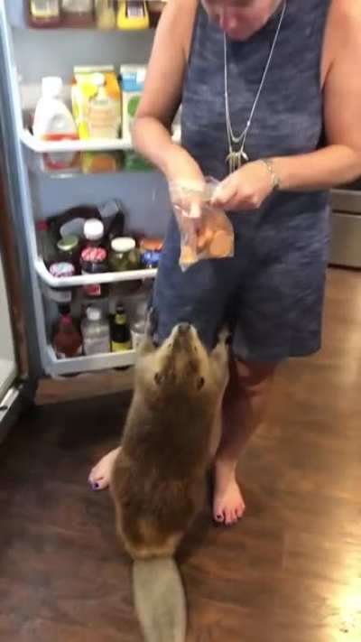 Beaver begs for a snack
