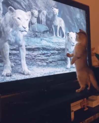 The cat is proud of it’s ancestors