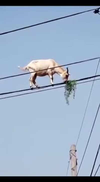 Já ouvi falar em gato de energia, mas nunca em cabra...