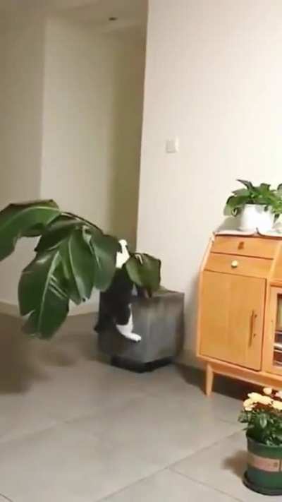 Bad kitty