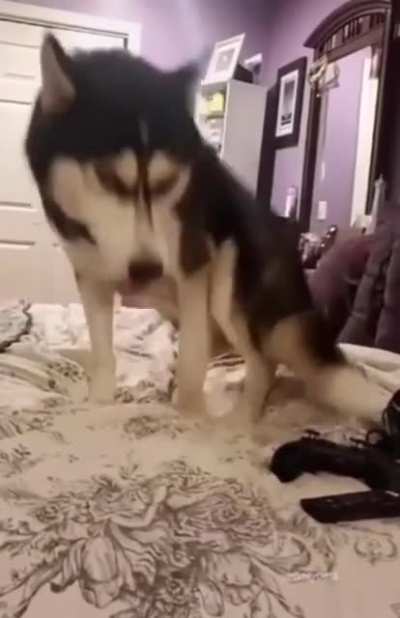 woof irl
