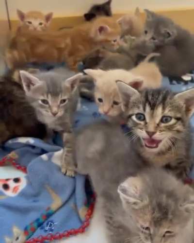 kittens