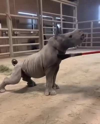 Baby rhino getting the ultimate broom groom