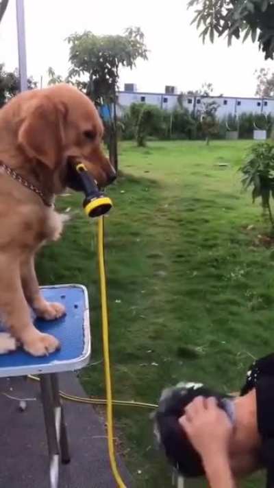 What da dog doin