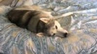 Husky hates Mondays