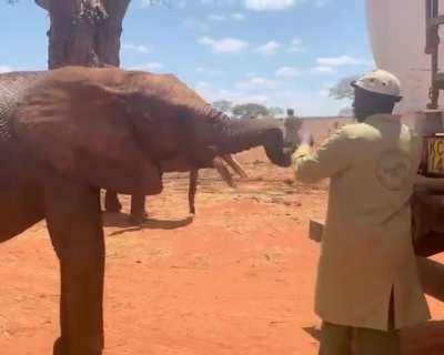 Curious little Ngilai wants to know what all the valves and hoses on the back of the water truck do! @ Sheldrick Wildlife Trust
