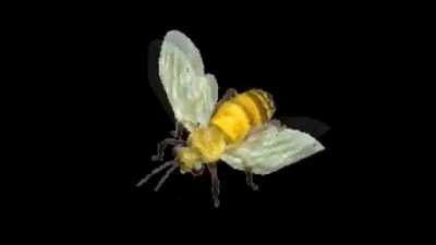 Bumble