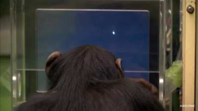 Monke smarter than stinky human