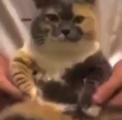 calico
