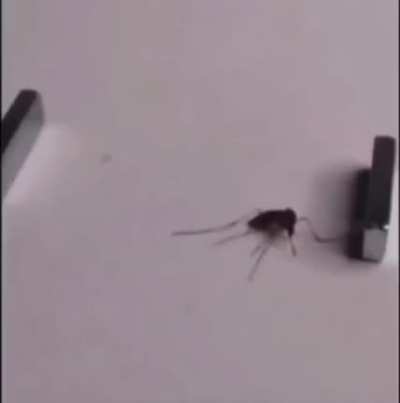 The Punisher. Bane of all mosquitoes.