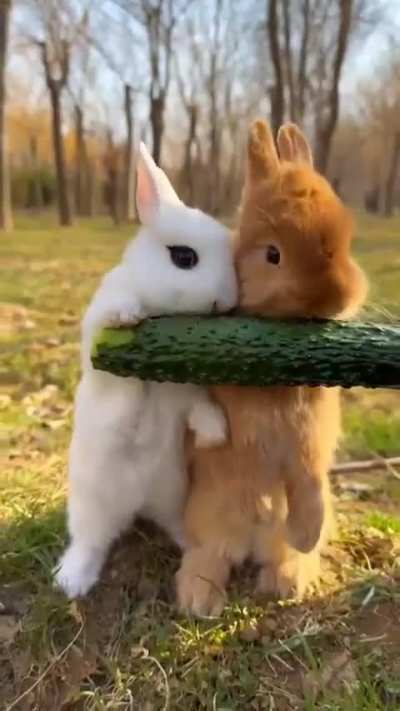 Bunnies 💕