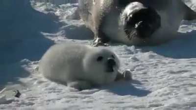 Mama chonker