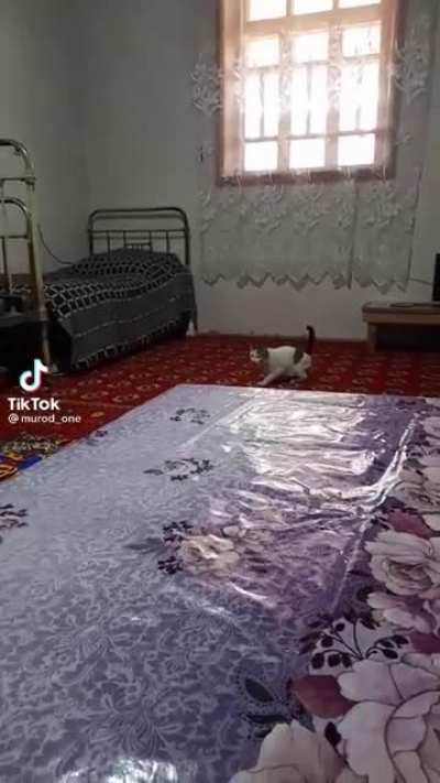 cat discovers double jump