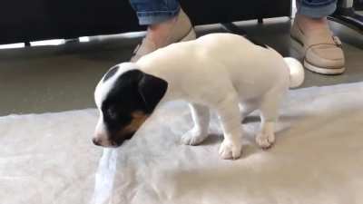 Poor doggo