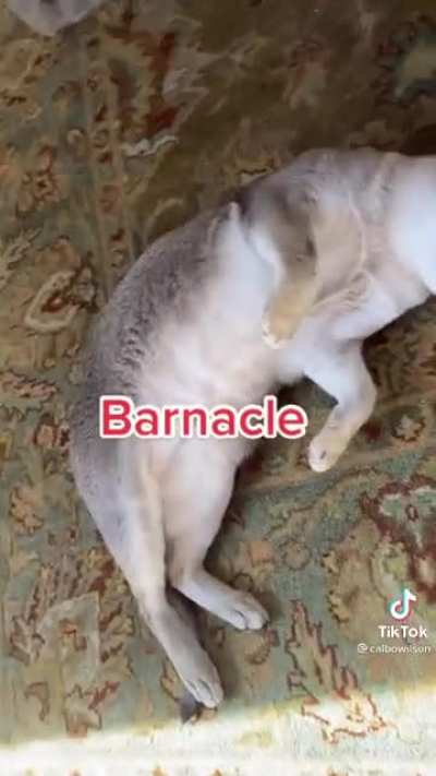 Barnacle and Pirate