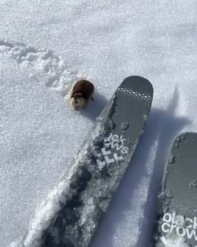 Lemmings get really emotional on the slopes - all they want is a ski ride, but no skier seems to understand them.