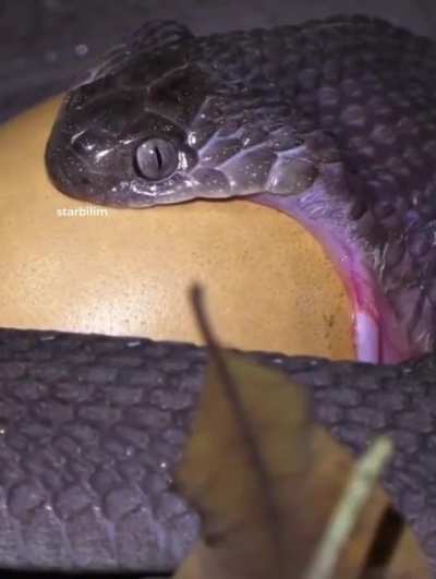 How do snakes swallow eggs?