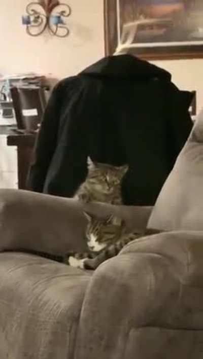 To touch the other cat