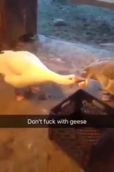 Flashback came up from the time I got attacked by a farm goose