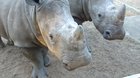 Cute Rhino Friends :)