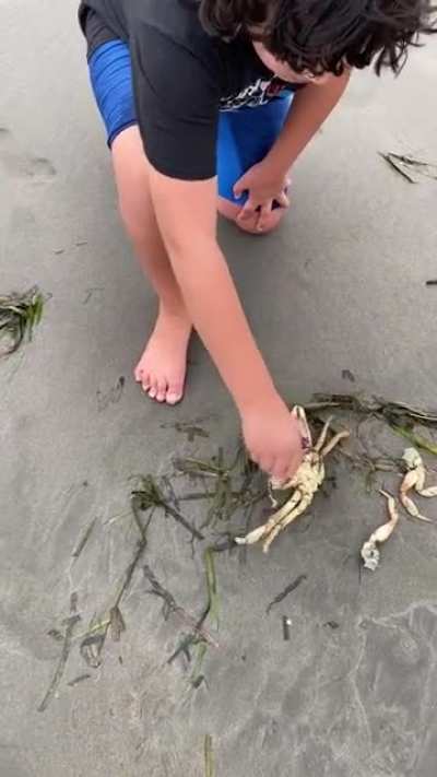 Grabbing a dead crab’s claw