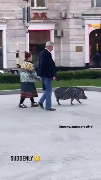 Just out walking the свинья