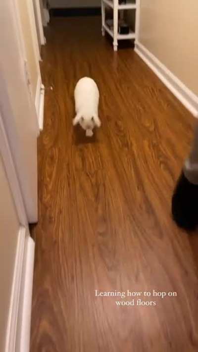 Burning some of that baby bunny energy by doing laps in the apartment