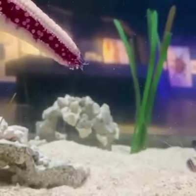 A starfish walking