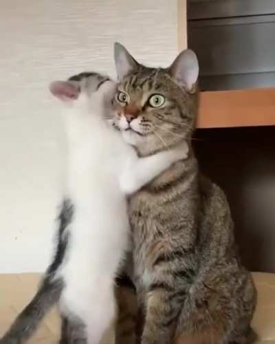Cat and the Brat