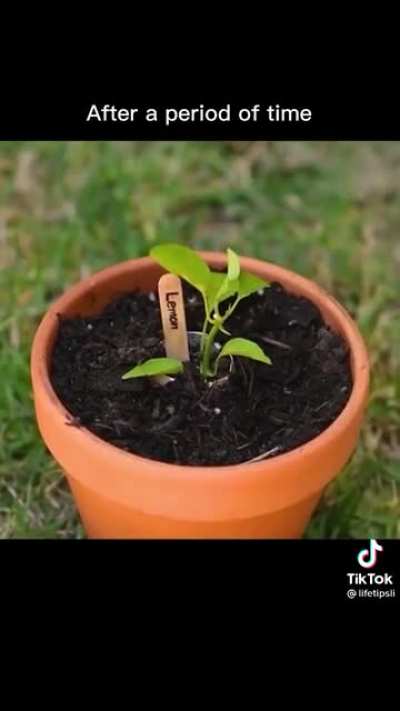 But what do I plant in my own garden?