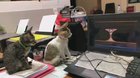 The timeless joy of Tom and Jerry even transcends species.