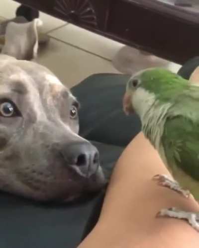 Those big eyes!!