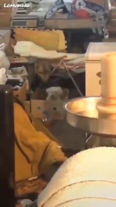 DOGE rockin