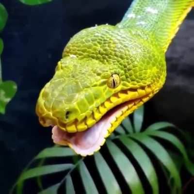 The way this snake yawns