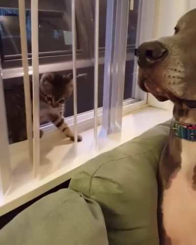 This kitten don't mess around