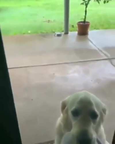 Cooper is the best dog ever
