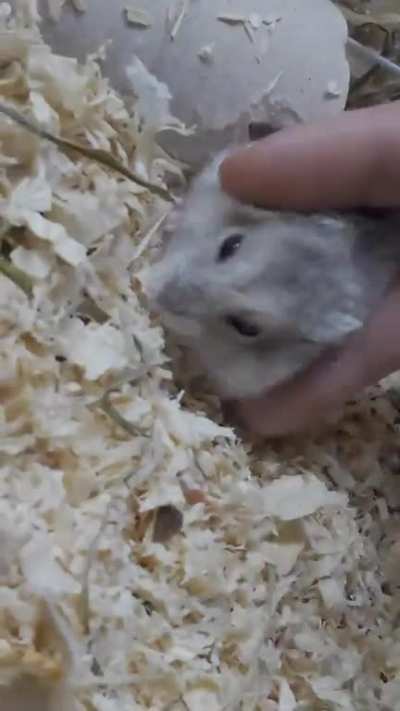 Squishing hampter + good ending