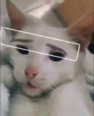 The Rock Cat???