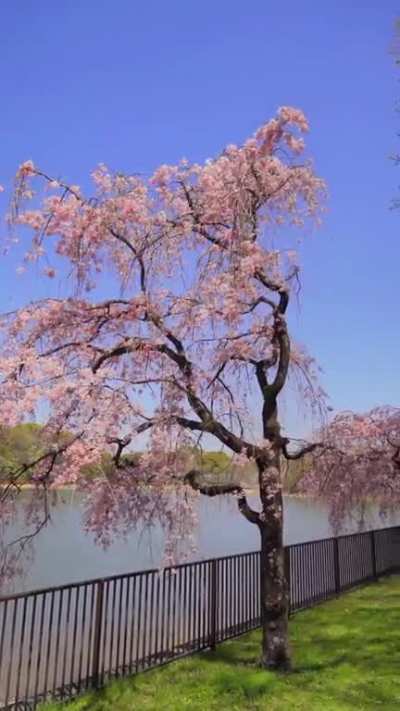 Cherry blossom walk in Japan (OC)