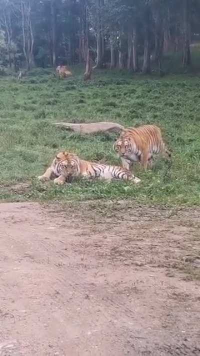 Tiger Sneak Attack